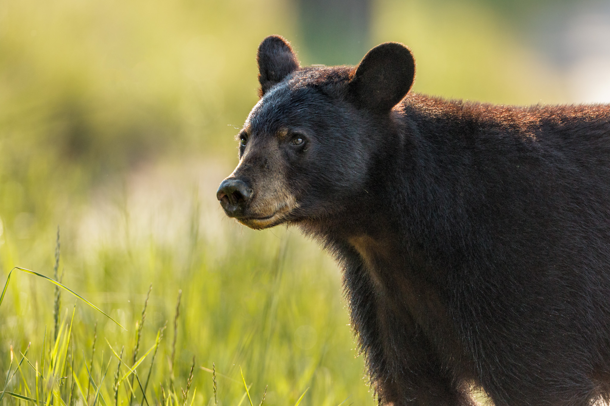 American black bear