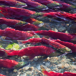 Salmon migration