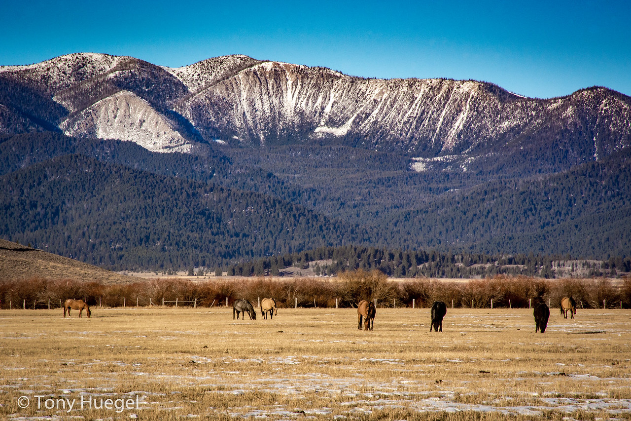 Centennial Mountains