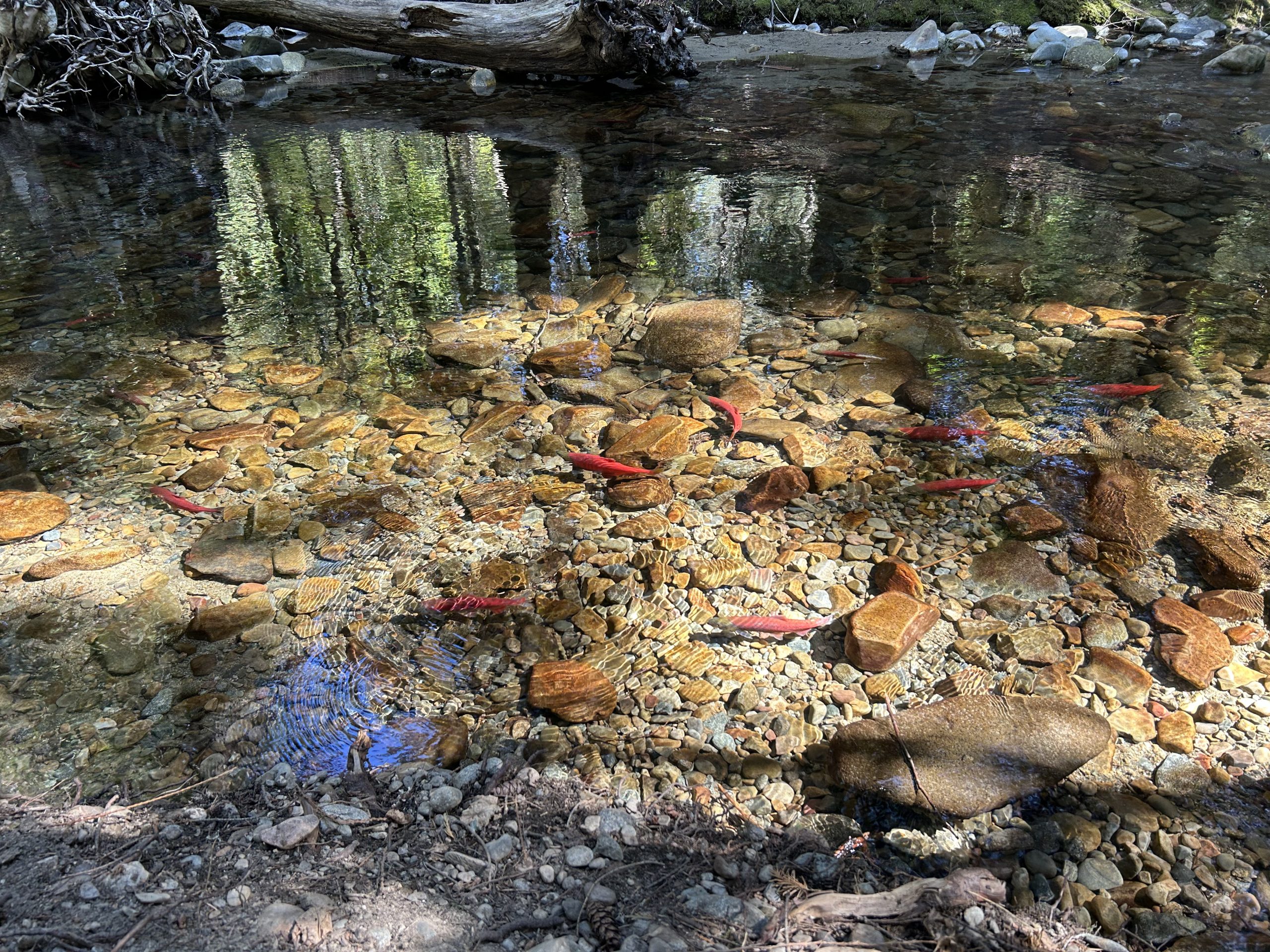 Bright red kokanee spawning in the crystal clear water of Trestle Creek.